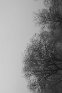 Low angle view of bare trees against sky