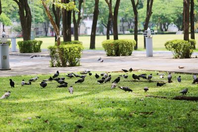 Flock of birds in park