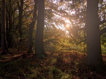 Sunlight streaming through trees in forest during autumn