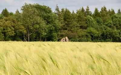 Scenic view of farm against sky