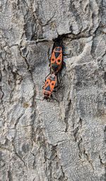 Close-up of insect on rock