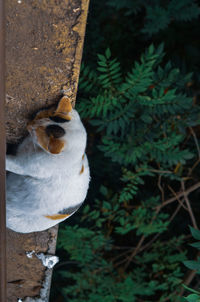 High angle view of cat by tree