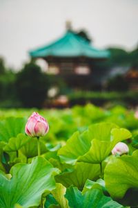 Close-up of pink lotus water lily