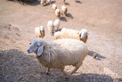 Sheep in a field