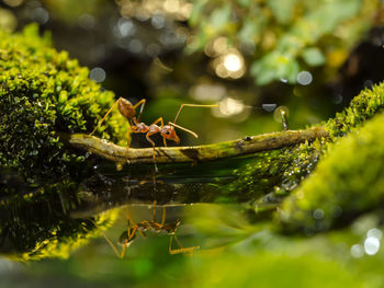 Close-up of ant on plant