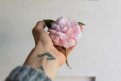 Close-up of hand holding pink rose flower