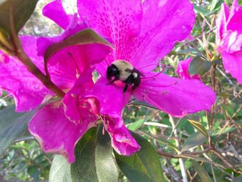 Close-up of bee on pink flower