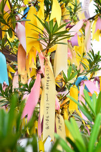 Close-up of yellow flowers on tree