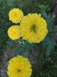 Close-up of yellow marigold blooming outdoors