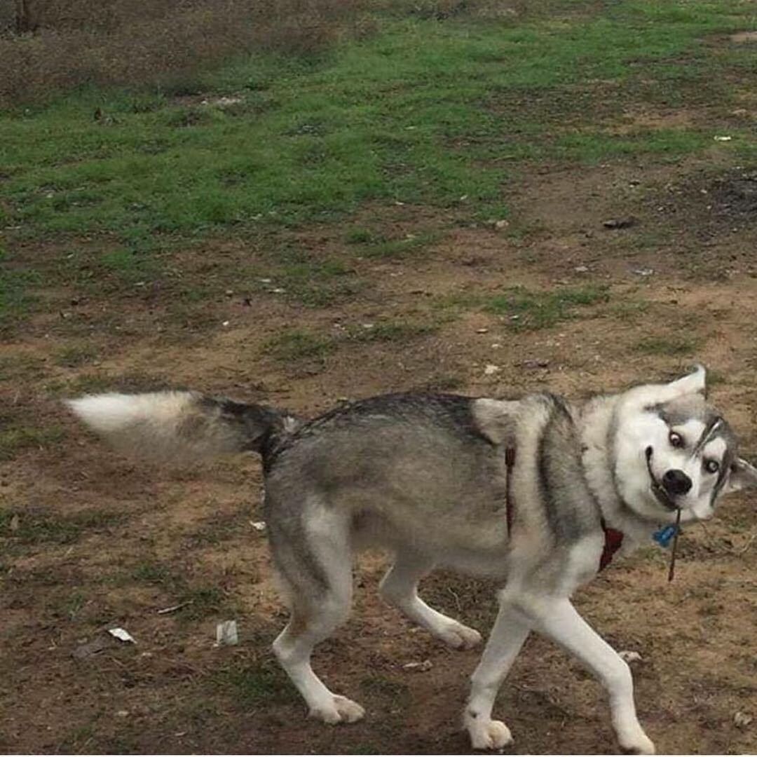 FULL LENGTH OF DOG ON FIELD