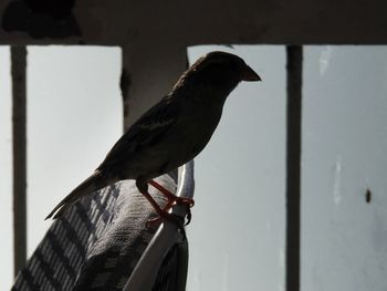 Close-up of bird perching outdoors