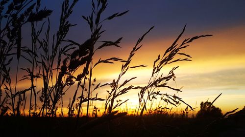 Close-up of silhouette plants on field against sunset sky