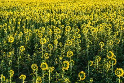 Close-up of yellow flowering plants on field