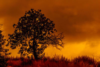 Silhouette tree at sunset