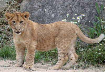 Portrait of a young lion on field