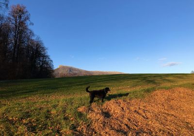 View of dog on field against sky