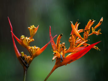 Close-up of orange flowers