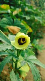 Close-up of yellow flower