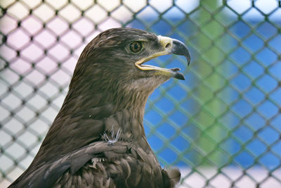 Falcon in the zoo looking at camera