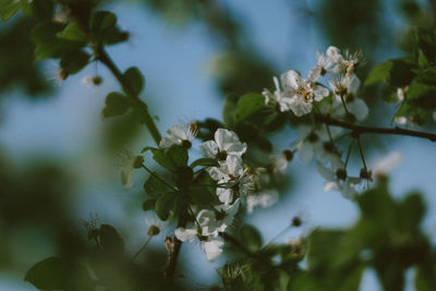 Close-up of white cherry blossom tree