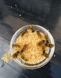 High angle view of bowl with food and insects on table