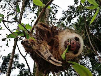 Low angle view of sloth on tree