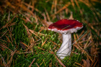 Close-up of fly agaric mushroom