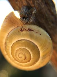 Close-up of snail