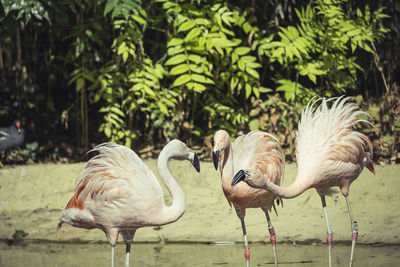 Flock of birds on field