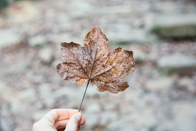 Cropped hand holding autumn leaf