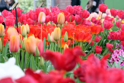 Flowers in rows with tulips in focus