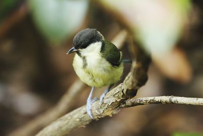 Close-up of bird perching on white background