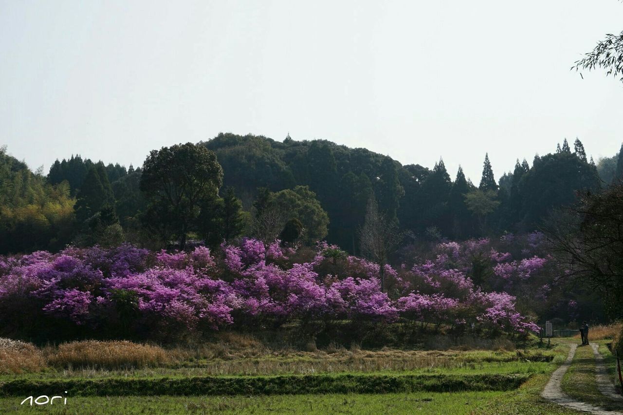 flower, tree, beauty in nature, growth, tranquil scene, tranquility, nature, scenics, clear sky, landscape, field, freshness, plant, pink color, mountain, non-urban scene, purple, sky, grass, blooming