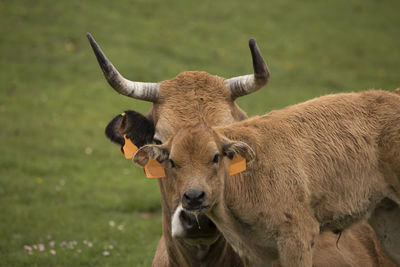 Portrait of cow standing on field