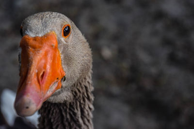 Close-up of goose