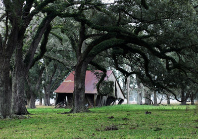 Trees in a house