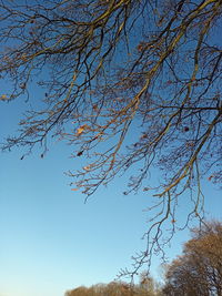 Low angle view of bare tree against clear blue sky