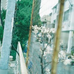 Plant growing on a wall