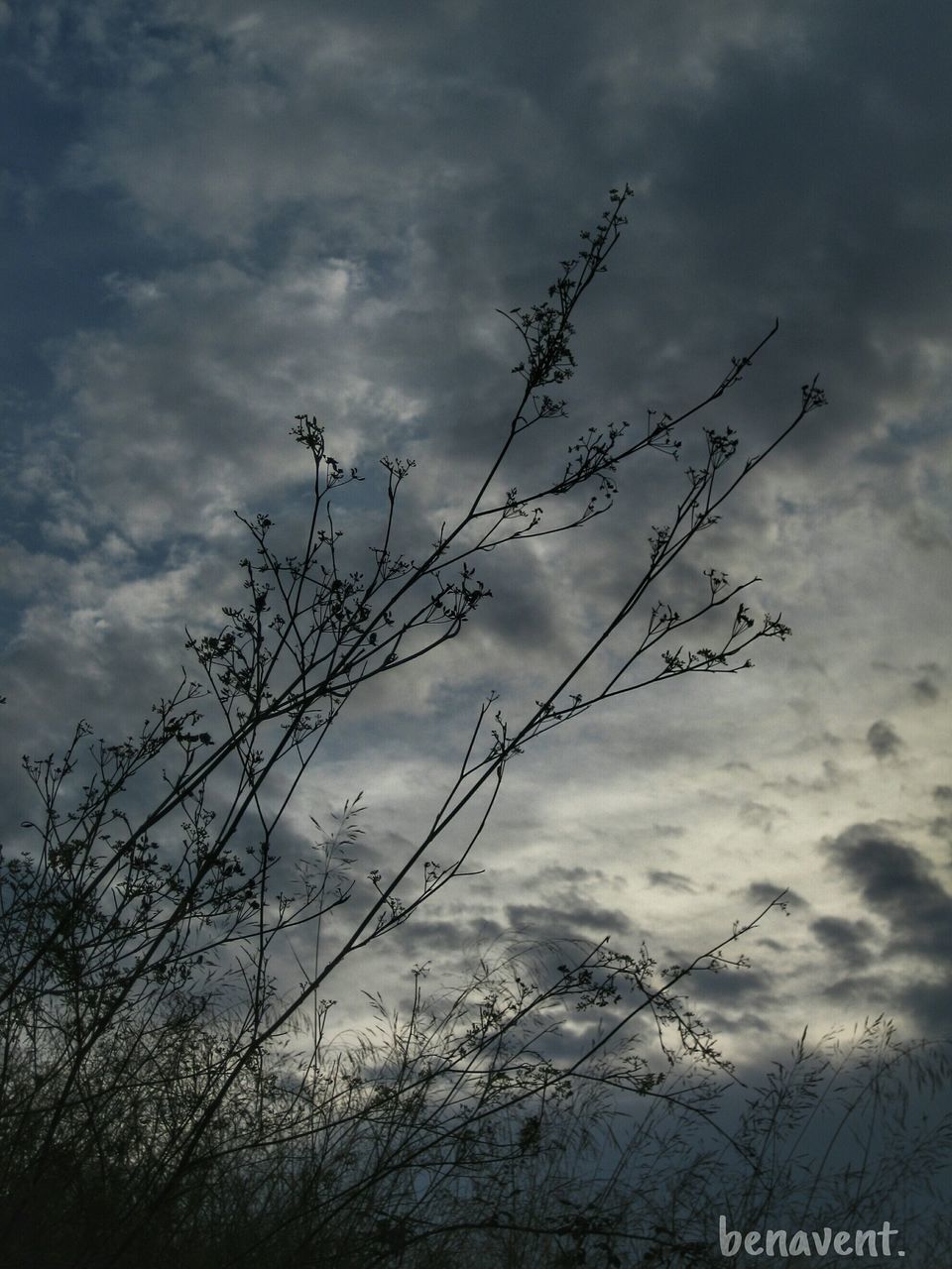 LOW ANGLE VIEW OF TREES AGAINST CLOUDY SKY