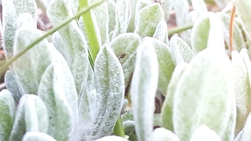 Full frame shot of frozen plants during winter