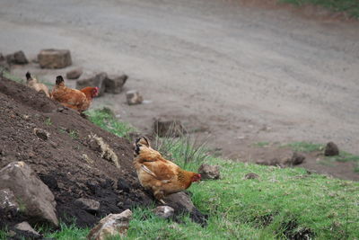 Animals grazing on field