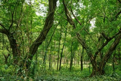 Trees in forest