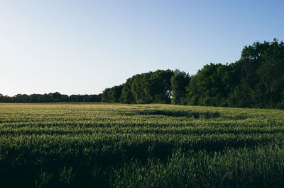 Scenic view of agricultural field against clear sky