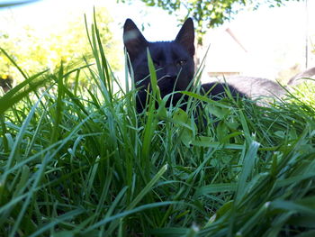 Close-up of horse on field