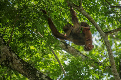 Low angle view of monkey on tree in forest