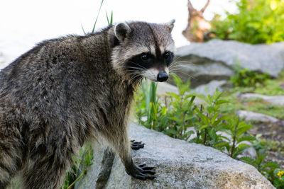 Side view of an animal on rock