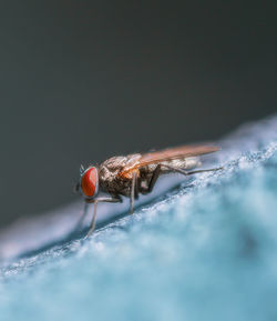 Close-up of fly