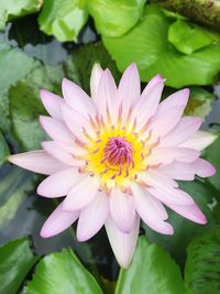 Close-up of lotus water lily