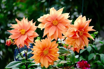 Close-up of pink flowers blooming outdoors