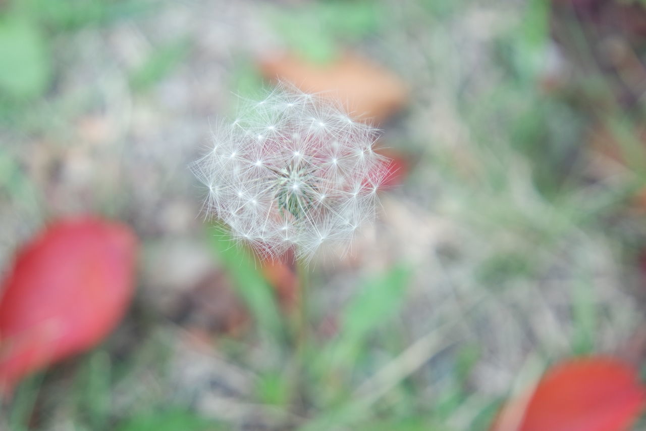 CLOSE-UP OF RED DANDELION